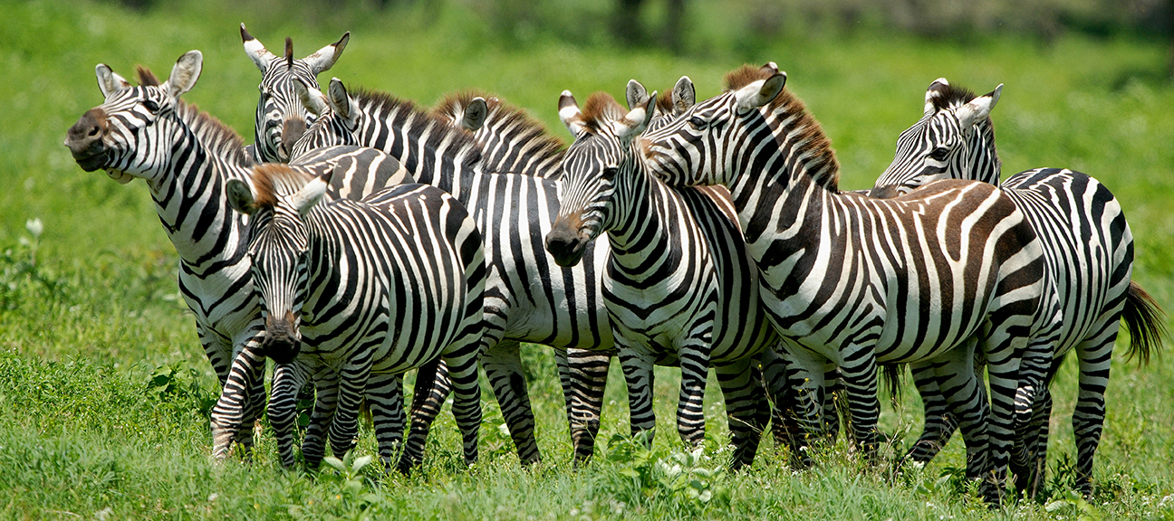 Ternyata Garis Garis Zebra Bukan Untuk Kamuflase Bisakimia